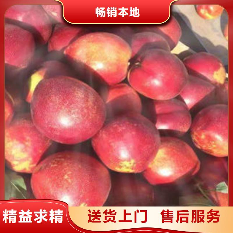 【桃树苗】蓝莓苗精致工艺