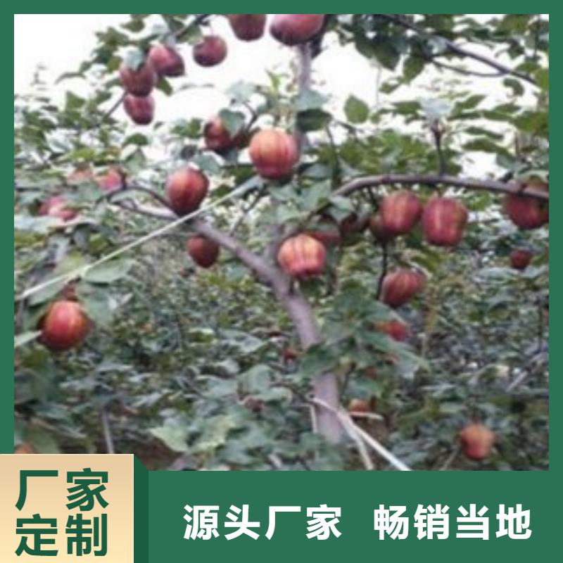 梨树苗【蓝莓苗】精心推荐