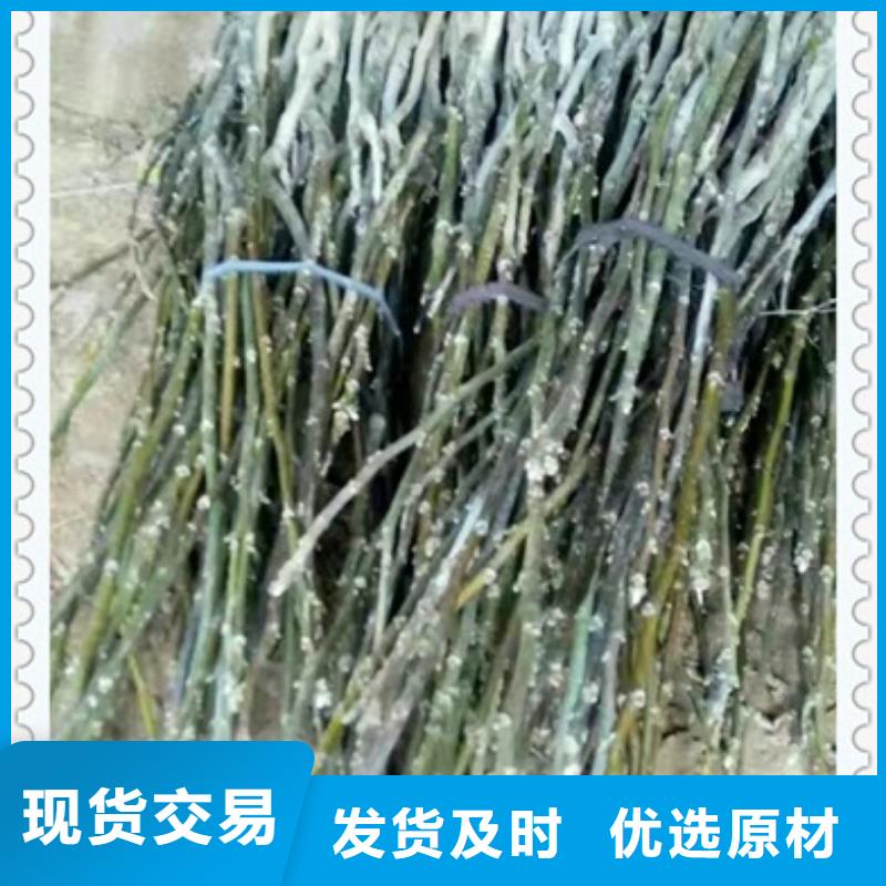 核桃苗梨树苗大量现货供应