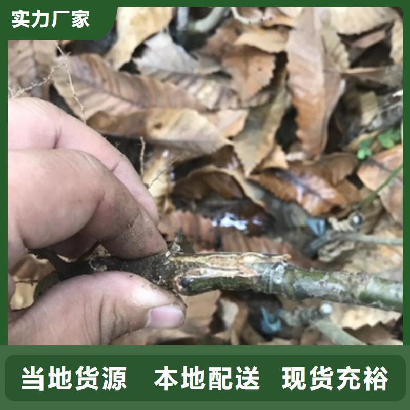 板栗苗,核桃苗推荐厂家