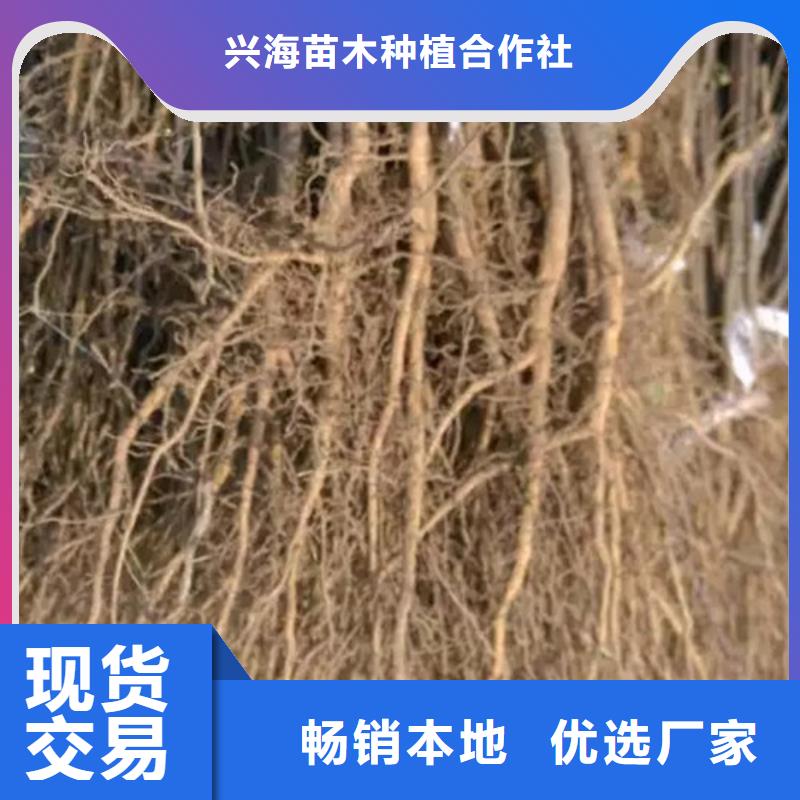 花椒苗【梨树苗】不只是质量好