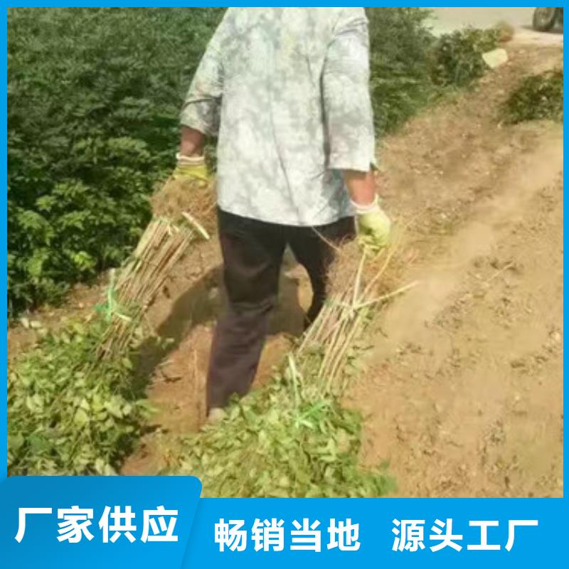 花椒苗物流配货上门