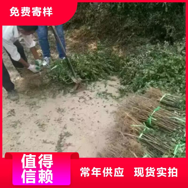 花椒苗梨树苗N年生产经验