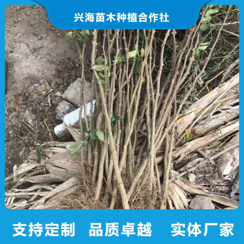 花椒苗【梨树苗】不只是质量好