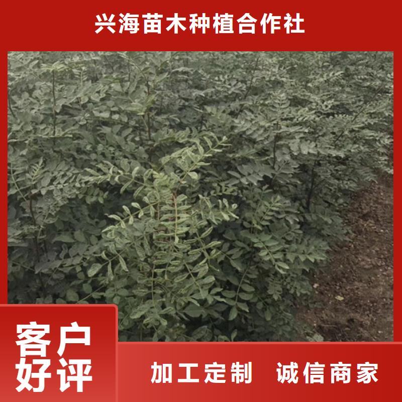 花椒苗核桃苗厂家现货批发