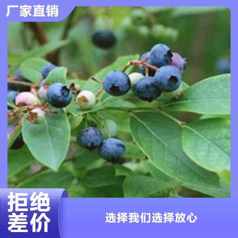 【蓝莓苗】梨树苗诚信可靠