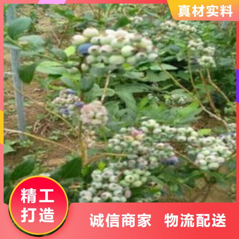 【蓝莓苗,花椒苗价格有优势】