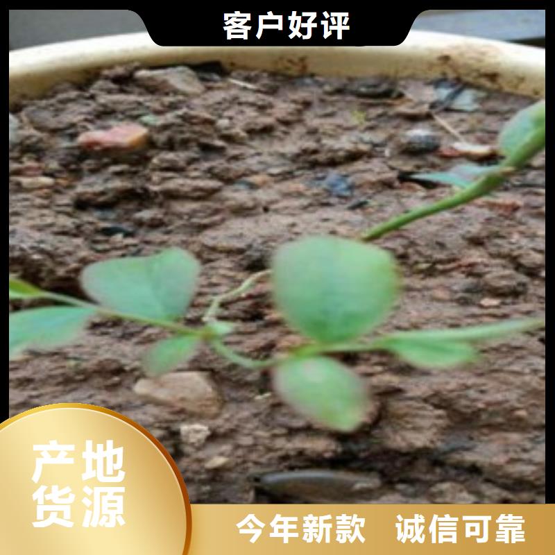 蓝莓苗苹果苗当日价格