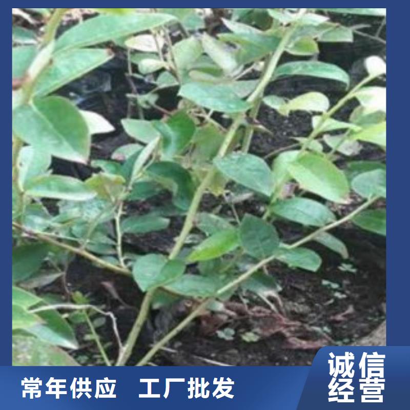 蓝莓苗板栗苗客户满意度高