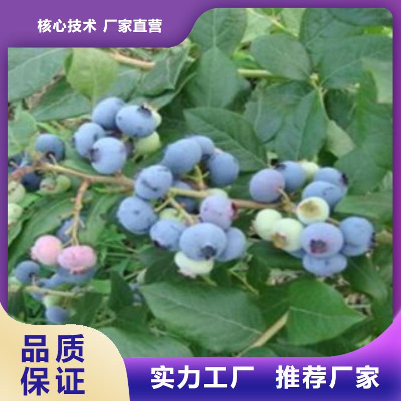 蓝莓苗苹果苗当日价格