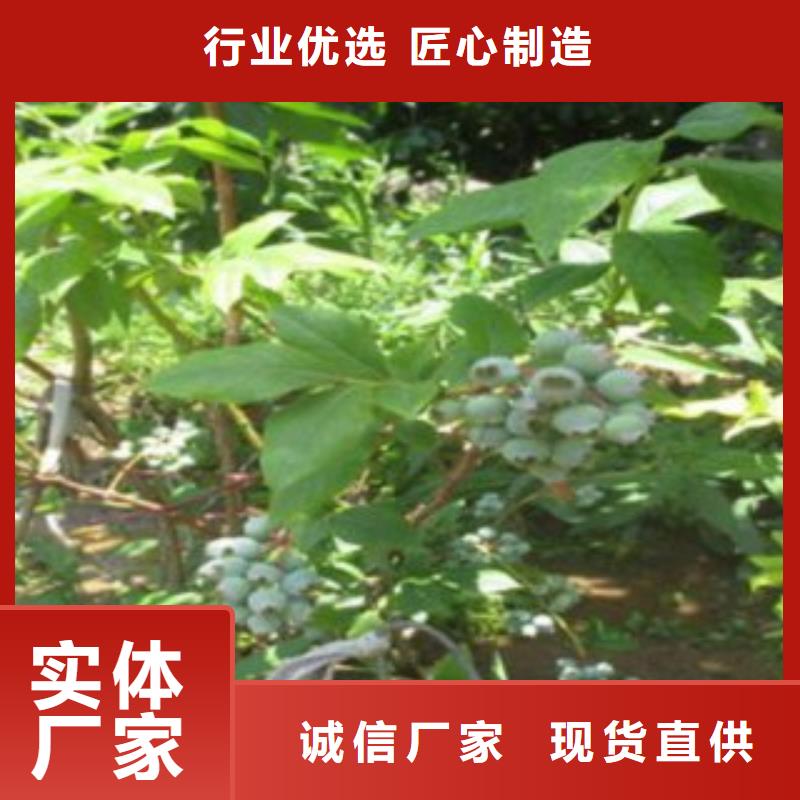 蓝莓苗苹果苗当日价格