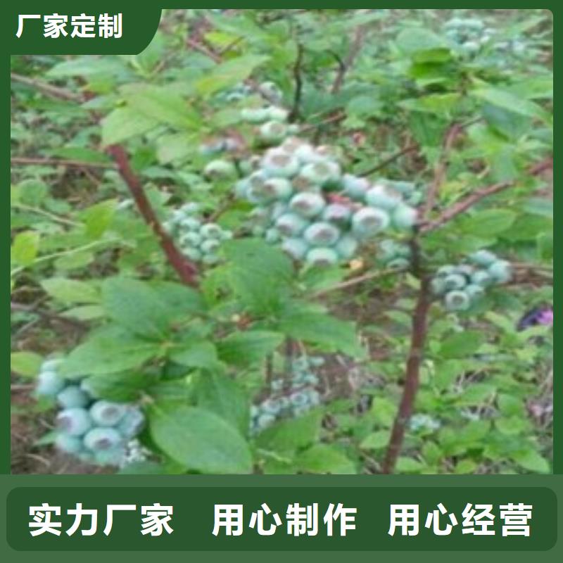 【蓝莓苗】梨树苗诚信可靠