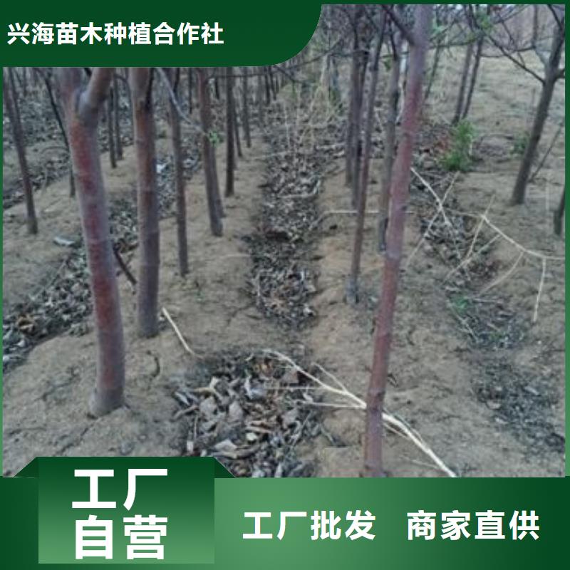 苹果苗,核桃苗质量层层把关