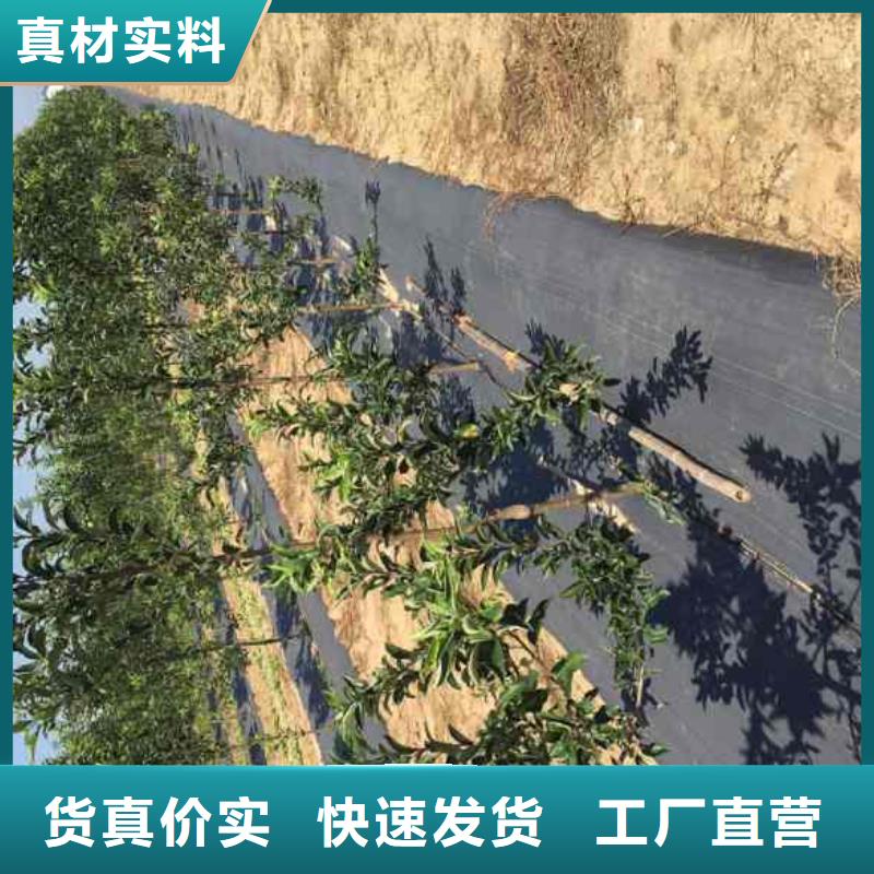 苹果苗_梨树苗把实惠留给您