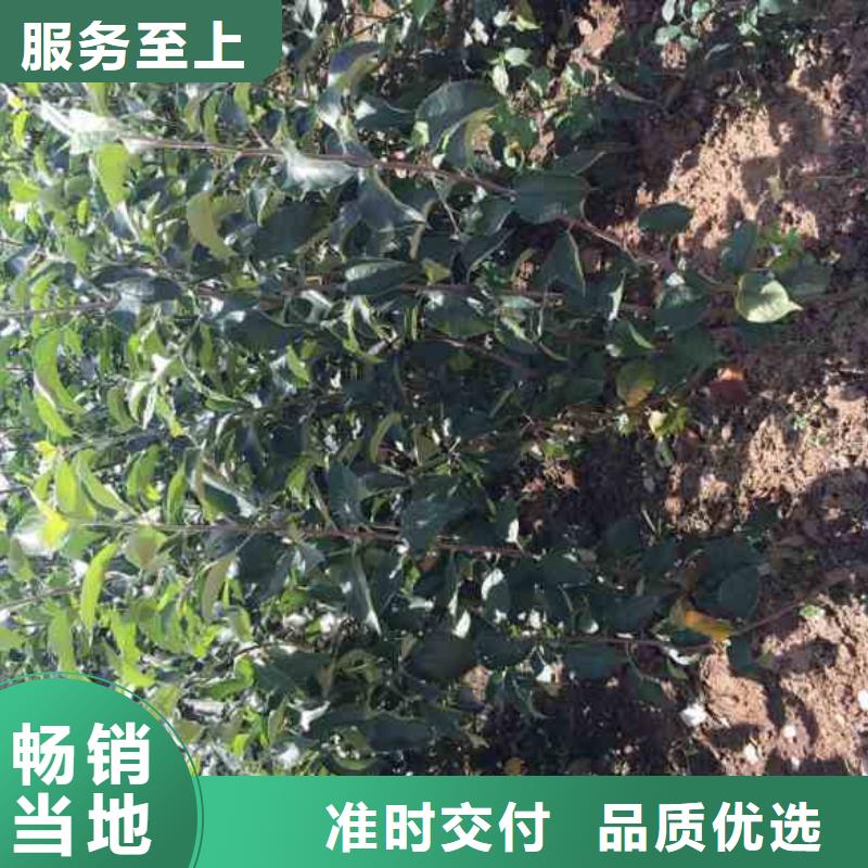 苹果苗花椒苗批发货源