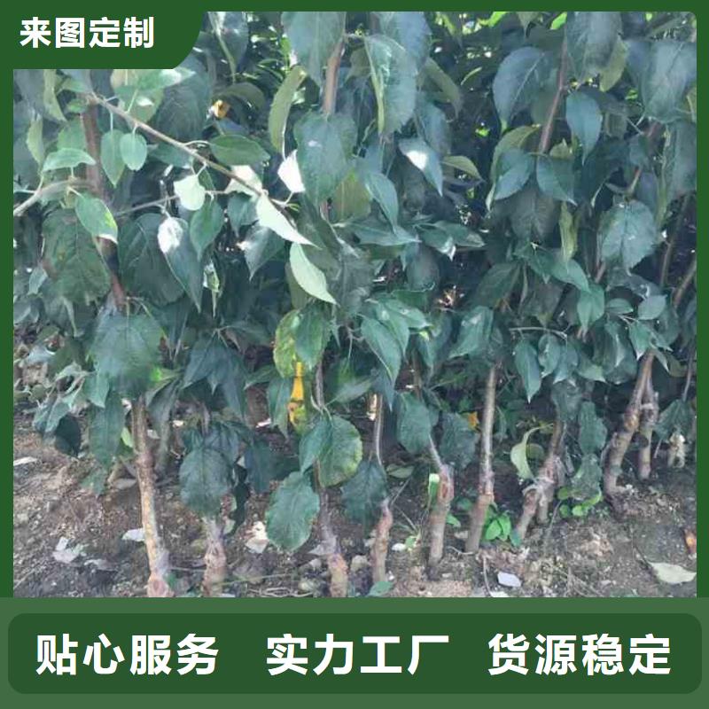 【苹果苗蓝莓苗工厂自营】