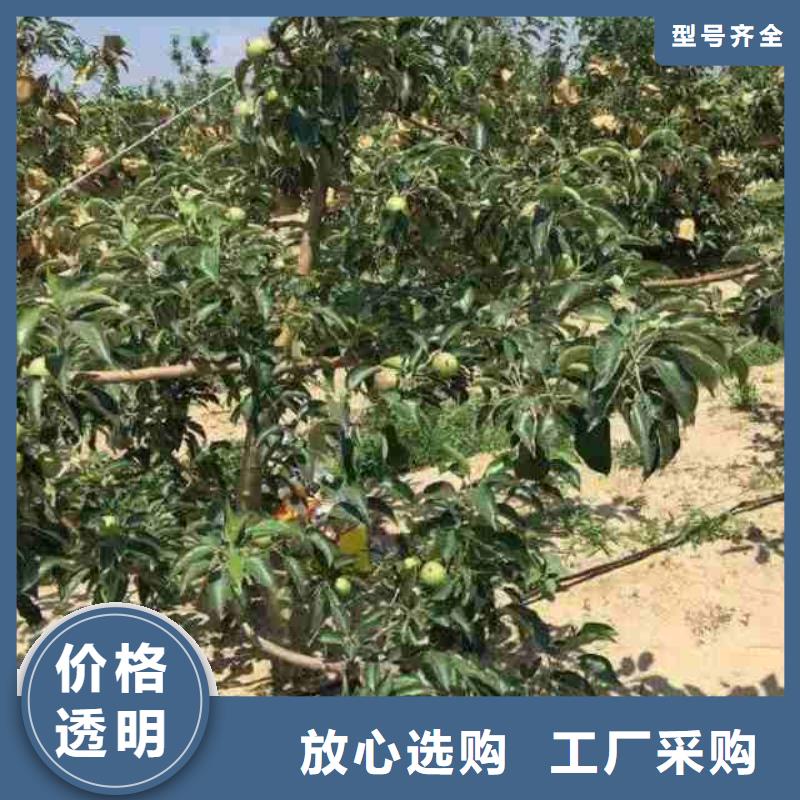 苹果苗,核桃苗质量层层把关