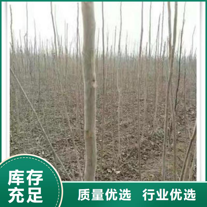 香椿苗_梨树苗工厂直销