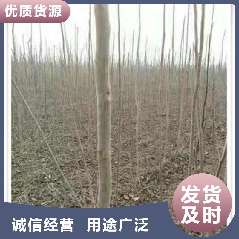 香椿苗花椒苗厂家规格全