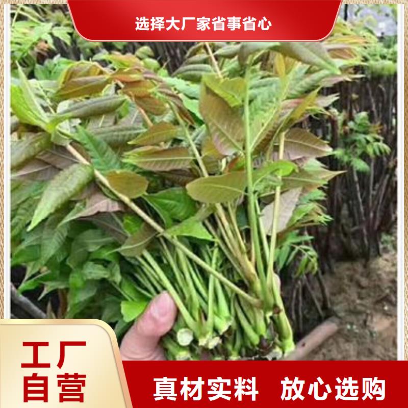 香椿苗桃树苗大厂家实力看得见