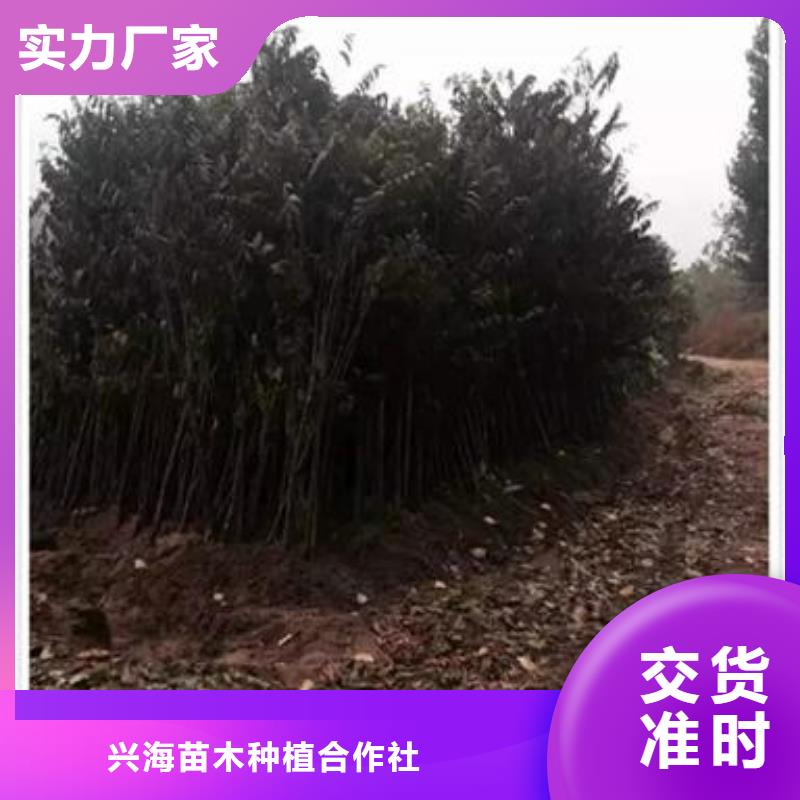 香椿苗花椒苗厂家规格全