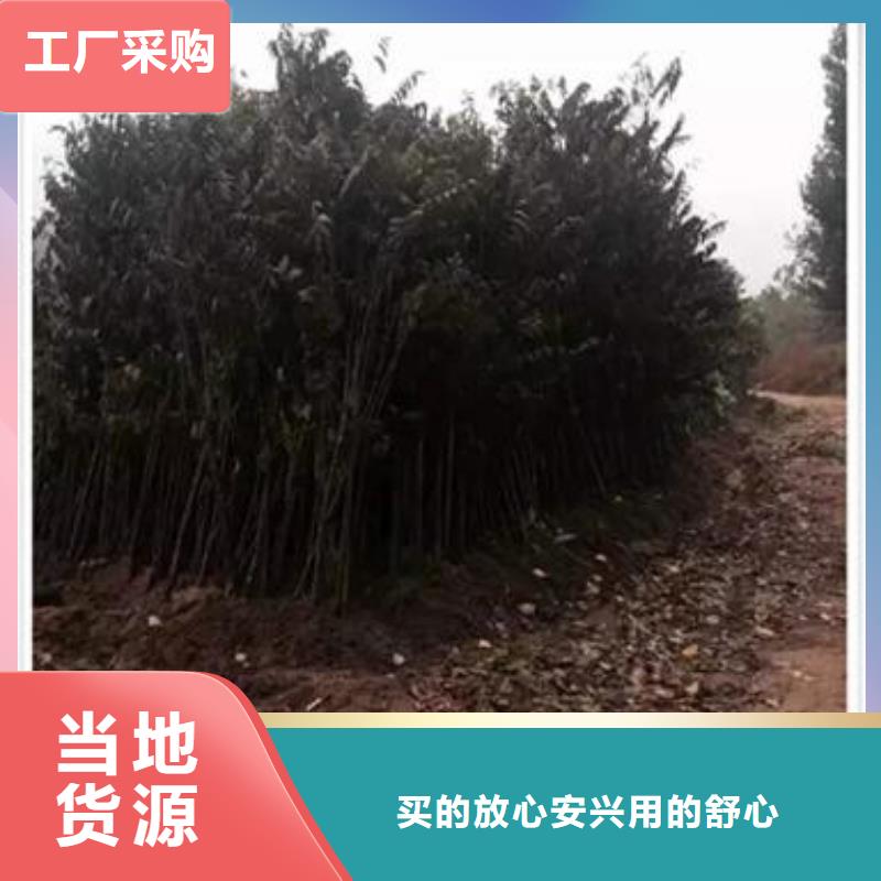 香椿苗,桃树苗库存齐全厂家直供