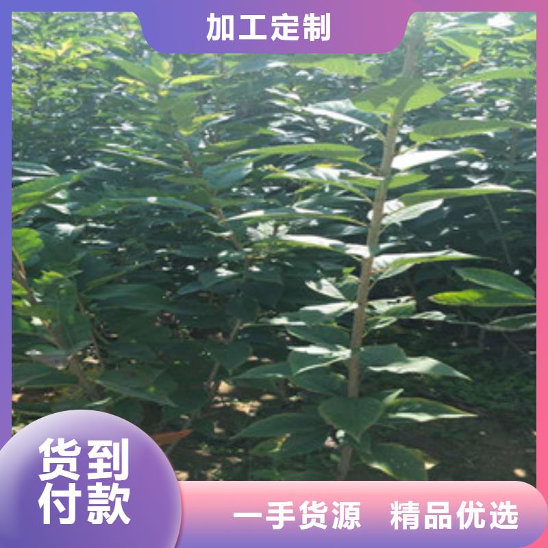 樱花,绿化树绿化工程细节决定品质