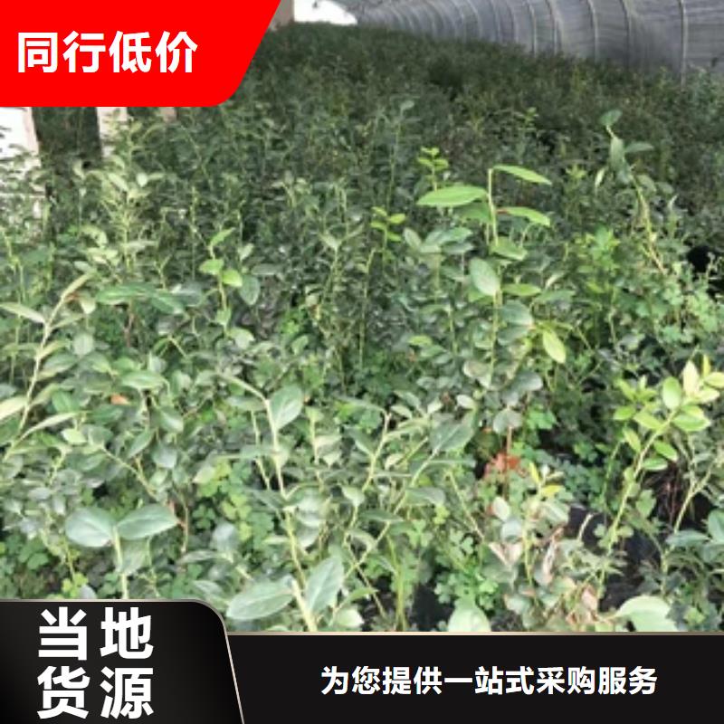 【蓝莓苗占地果树使用方法】