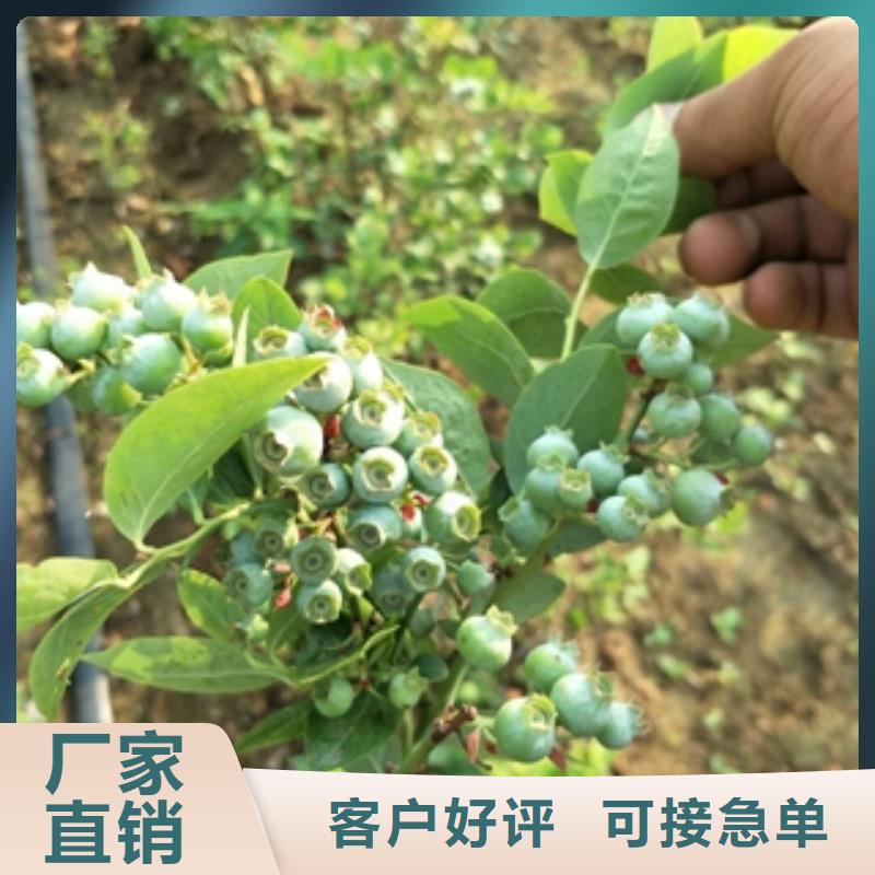 蓝莓苗-核桃苗樱花苗长果桑树苗源头工厂