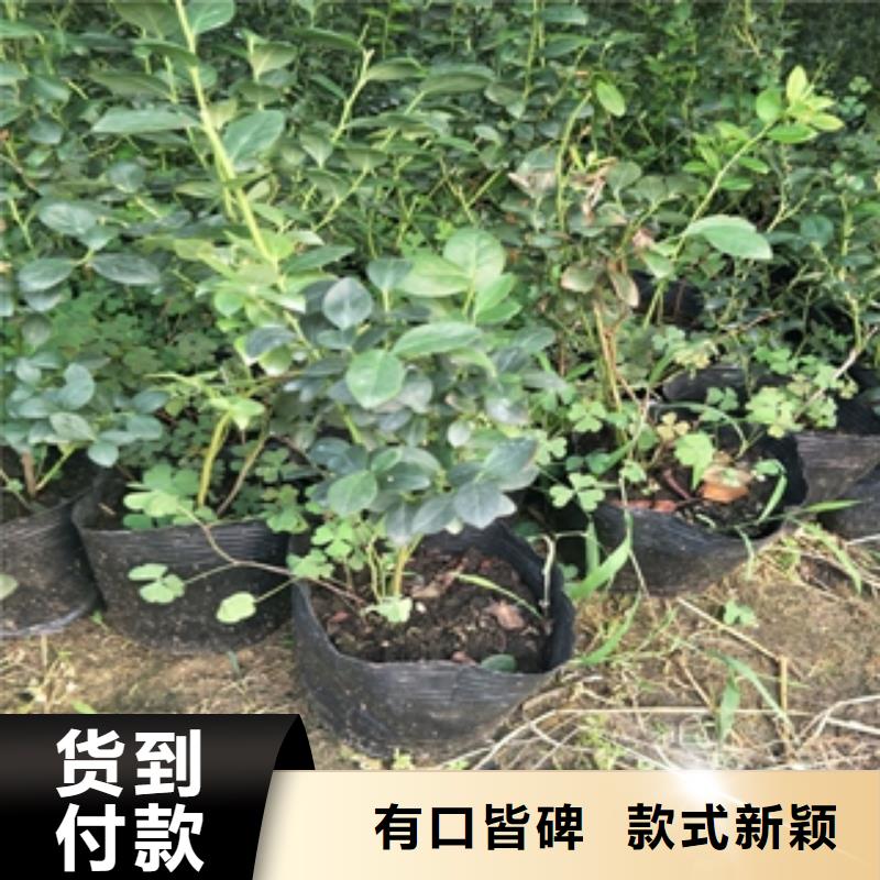 【蓝莓苗占地果树使用方法】