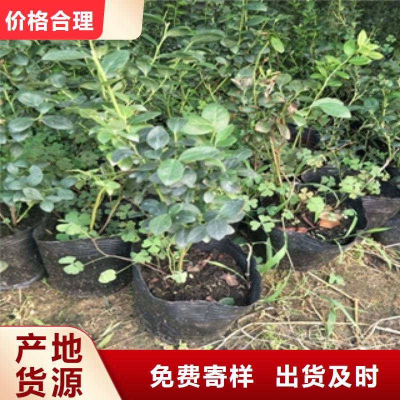 蓝莓苗-核桃苗樱花苗长果桑树苗源头工厂