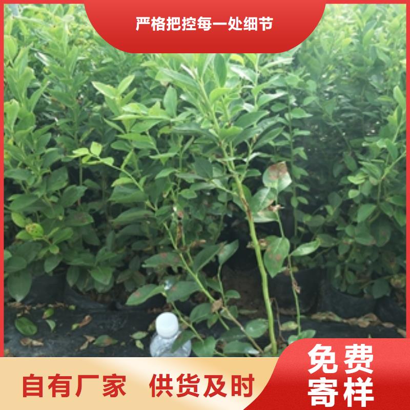 蓝莓苗,【绿化树绿化工程】款式新颖