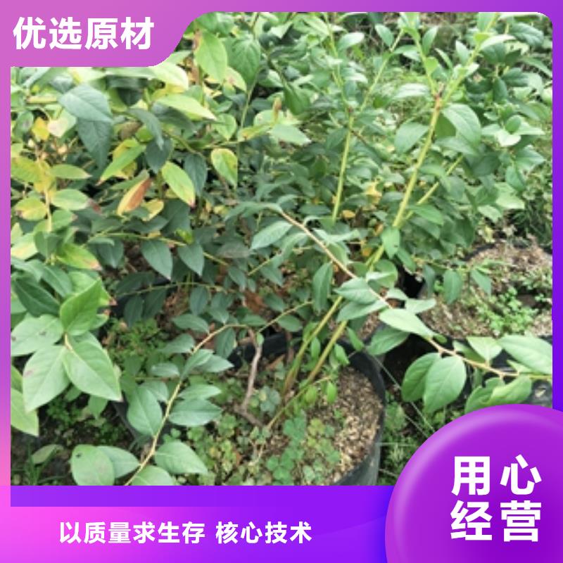 蓝莓苗,【绿化树绿化工程】款式新颖