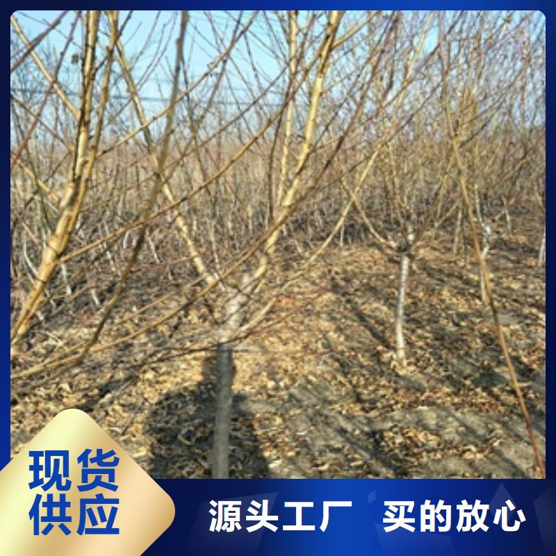 桃树_泰山景松造型景松研发生产销售