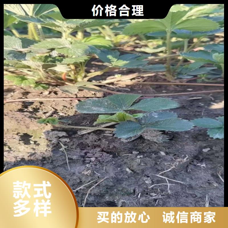 草莓苗-金银花苗来图加工定制