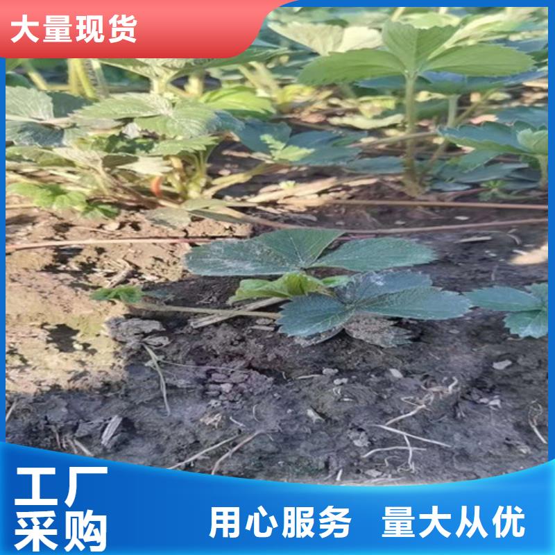 草莓苗花椒苗正规厂家