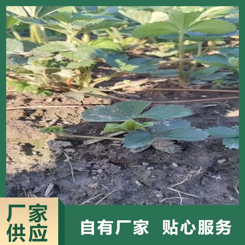 草莓苗,花椒苗源头厂商