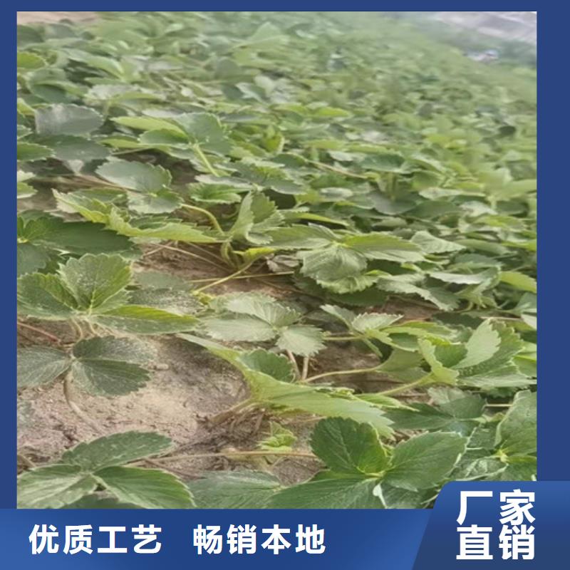 【草莓苗无花果苗质量层层把关】