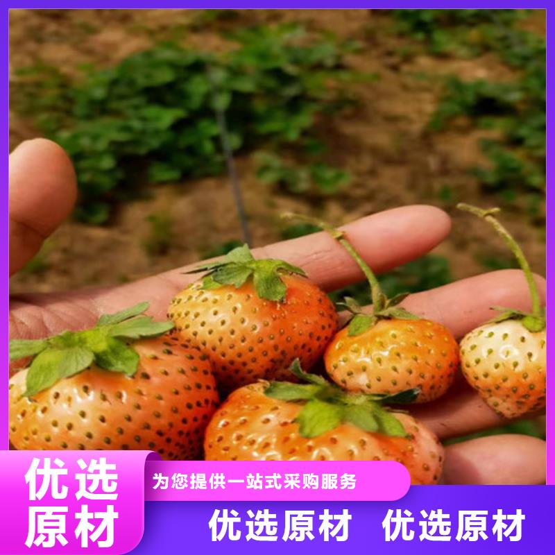 【草莓苗,冬枣苗敢与同行比质量】