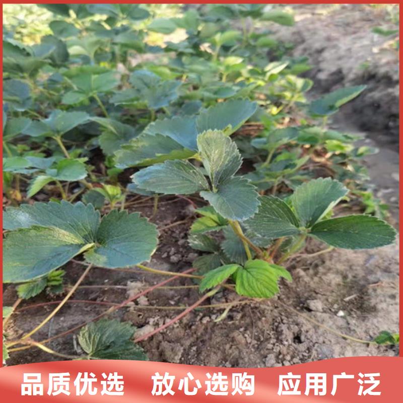 草莓苗翠冠梨苗定制销售售后为一体