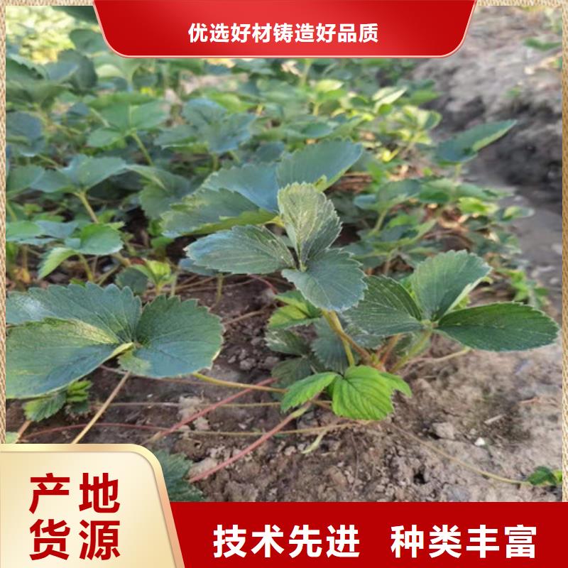 【草莓苗】大棚草莓苗厂家直销规格多样