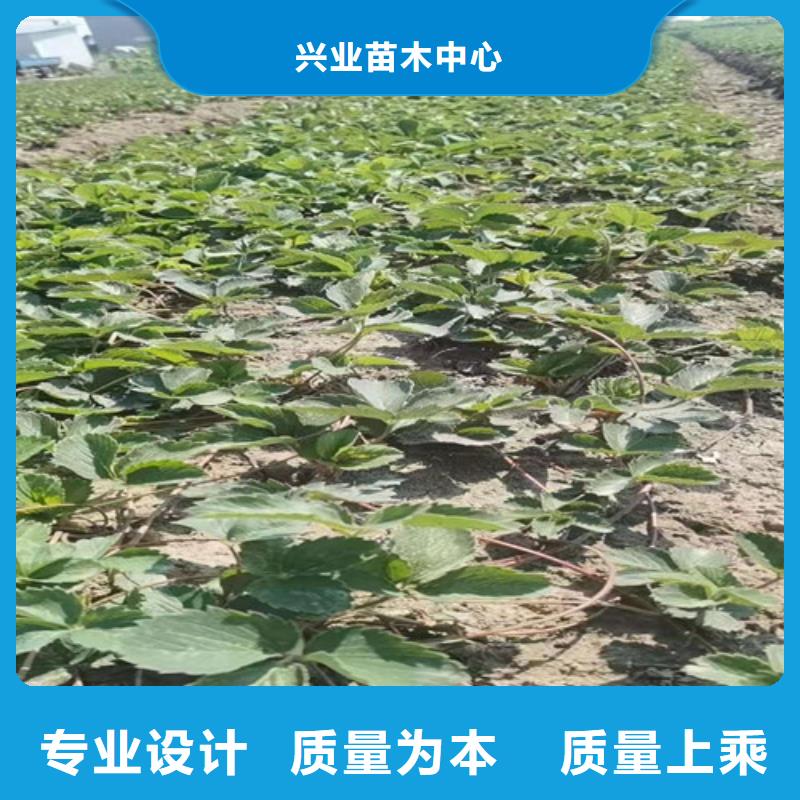 【草莓苗无花果苗质量层层把关】