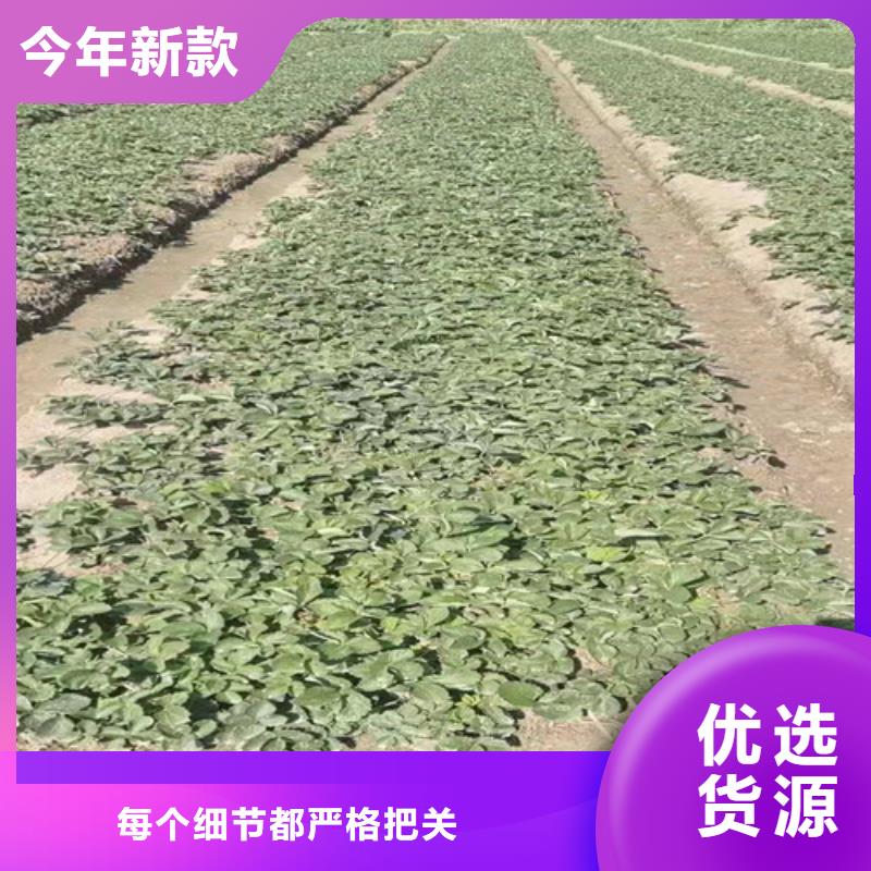 草莓苗大棚草莓苗价格实在