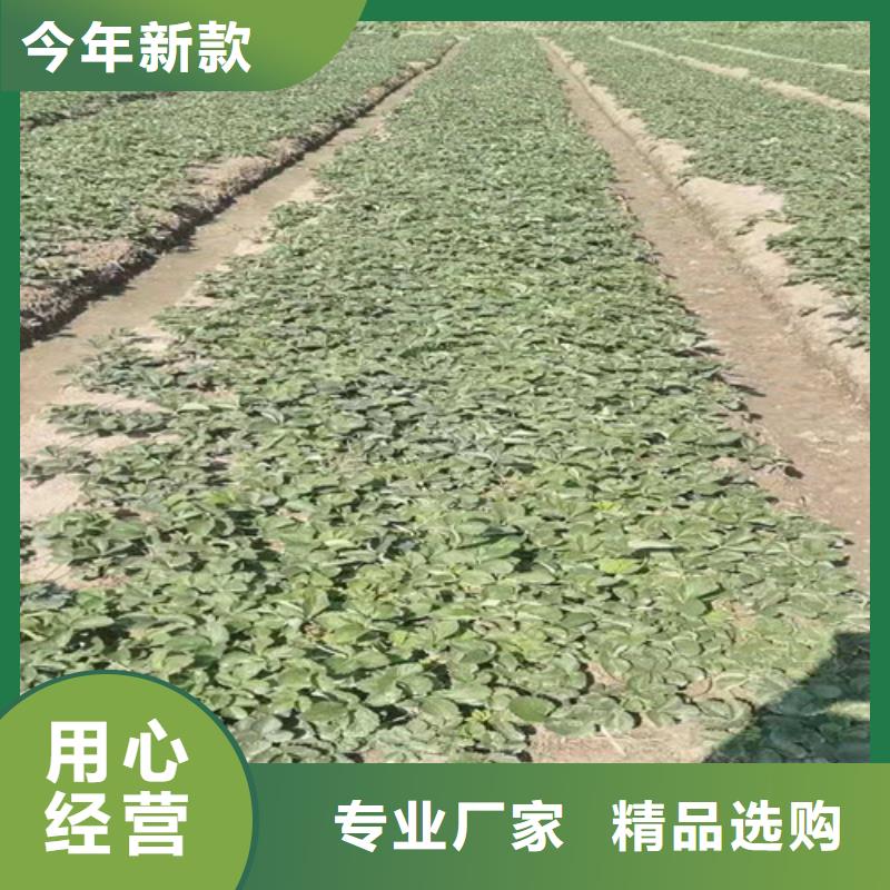 【草莓苗】大棚草莓苗厂家直销规格多样