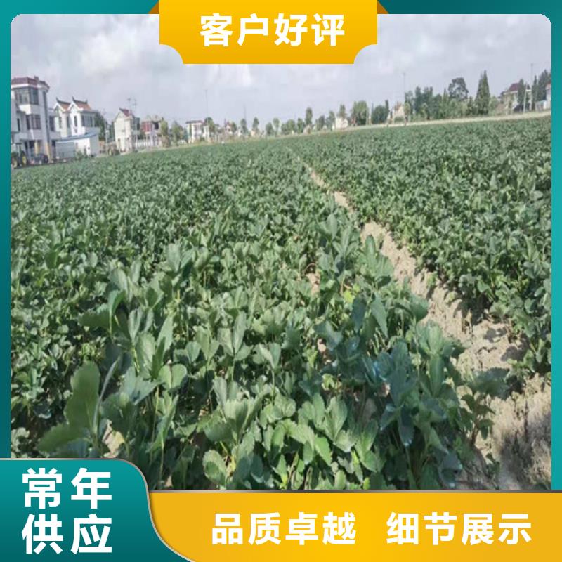 草莓苗【大棚草莓苗】好货直供