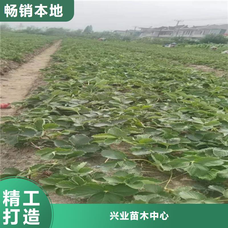 草莓苗【苹果苗】口碑好实力强