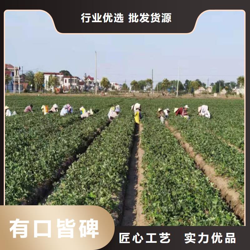 【草莓苗-嘎啦苹果苗支持非标定制】