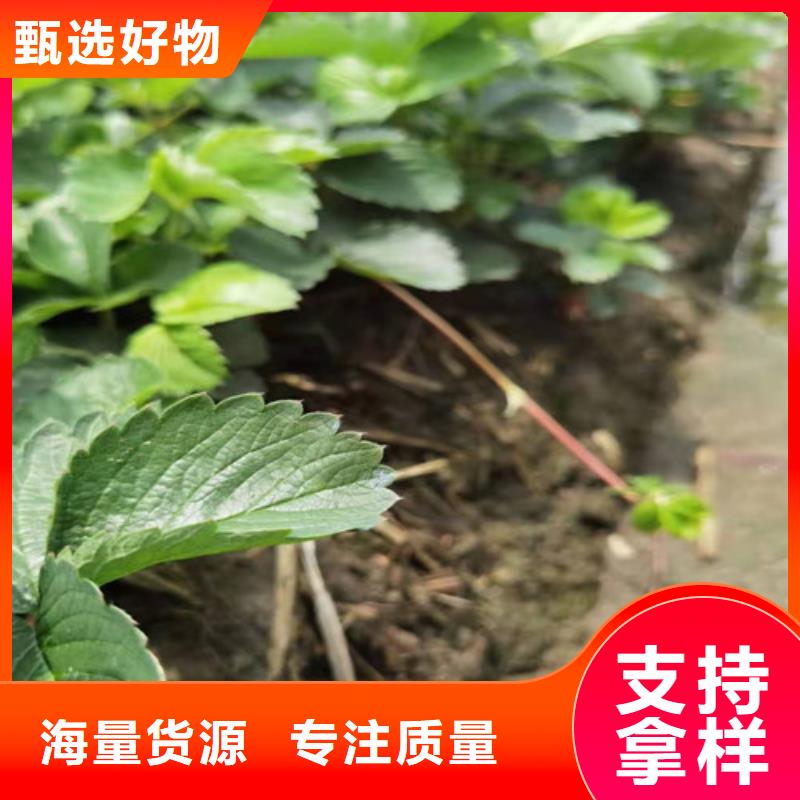 【草莓苗-嘎啦苹果苗支持非标定制】