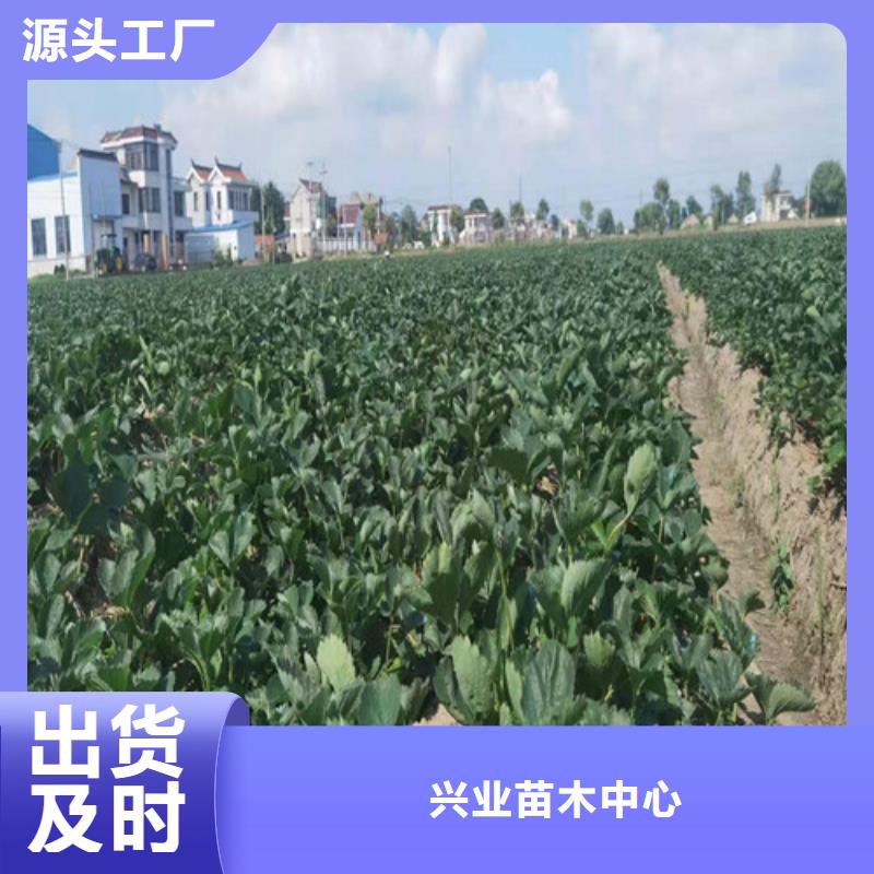 【草莓苗】蓝莓苗质量安心