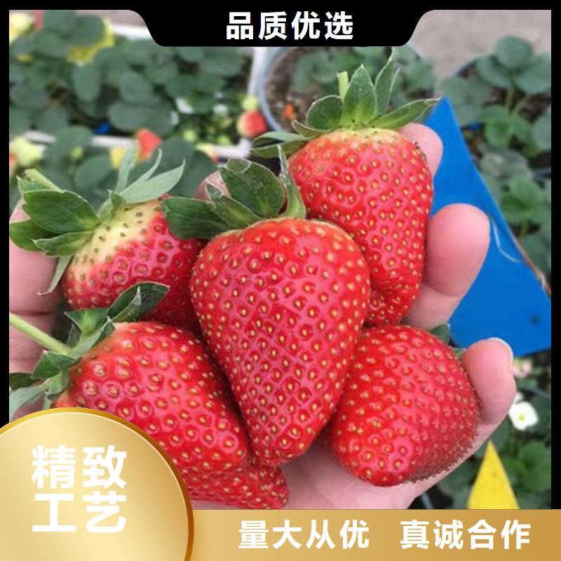 草莓苗翠冠梨苗定制销售售后为一体